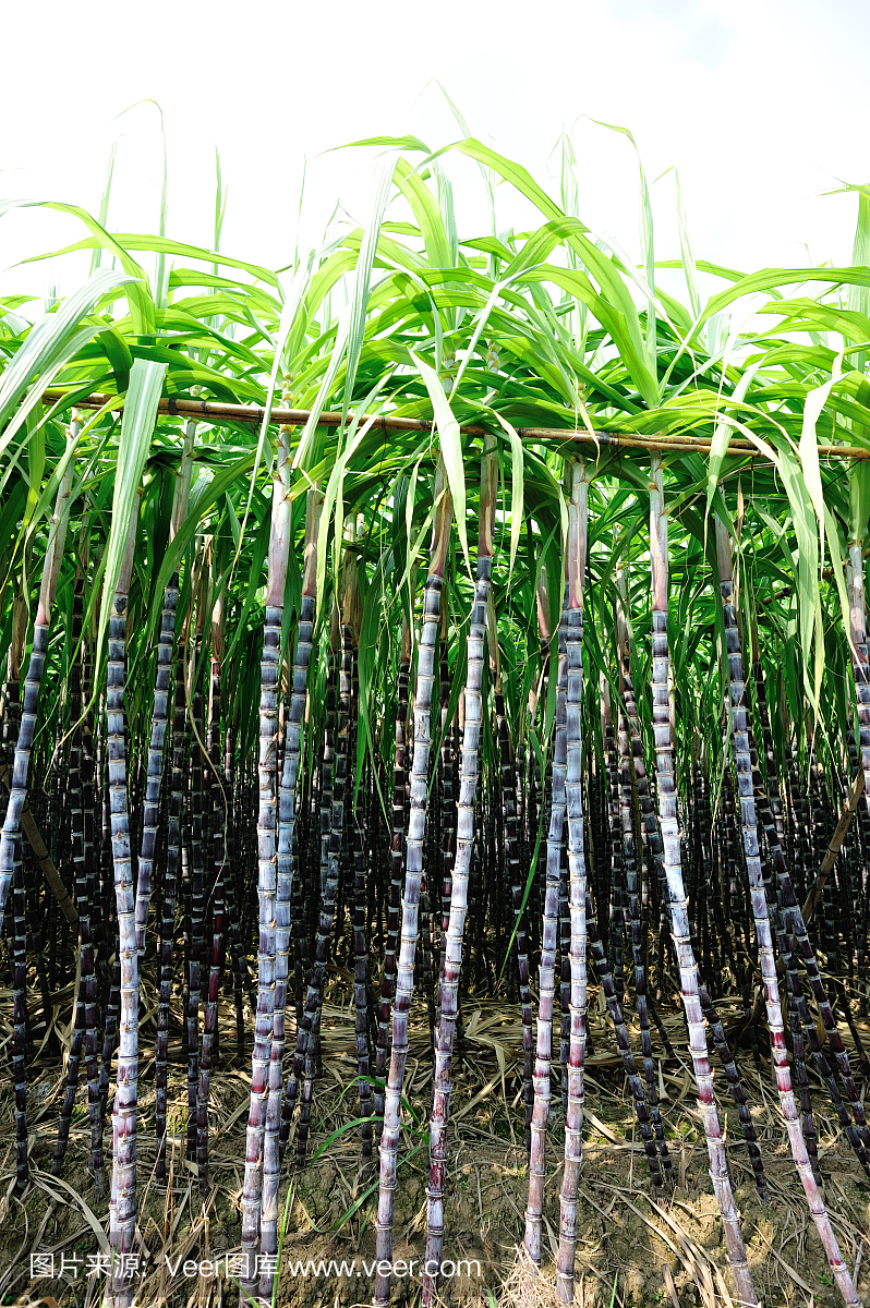 甘蔗工廠