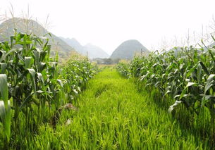 紅薯地套種玉米有什么優(yōu)勢