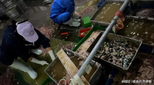 記者臥底鴨腸工廠,腳踩擠糞血水上色,食品生產依然在互害